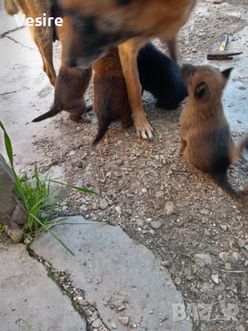 Белгийски овчарки малиноа