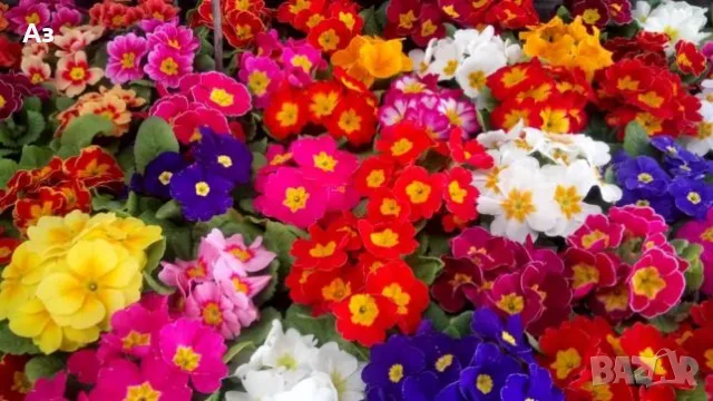 Продавам цветя Иглика (полска), снимка 5 - Разсади - 47332304