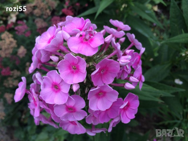 Флокс многогодишен ароматен висок., снимка 1