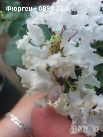 Лагерстремия - индийски люляк Налични 4 цвята , снимка 4 - Разсади - 41067069