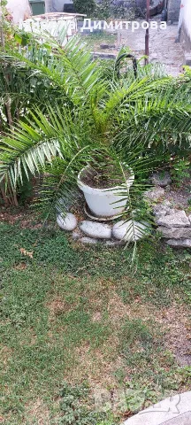 Това е Канарска финикова палма (Phoenix canariensis). , снимка 3 - Градински цветя и растения - 55846239