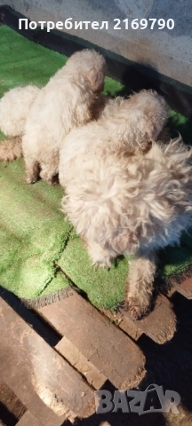 Мъжко лагото на 50 дена мъжко