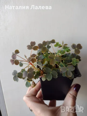 Оксалис, Oxalis vulcanicola Sunset Velvet