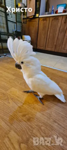 Бебета ръчно хранени Какаду Алба, снимка 3 - Папагали - 47386918