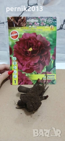 коренище сортов божур