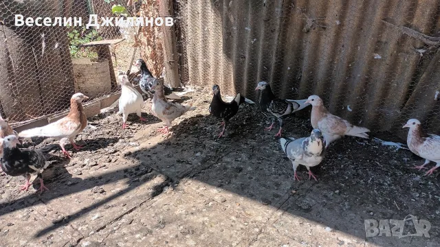 въртящи  гълаби, снимка 5 - Гълъби - 55791043
