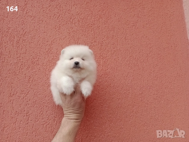 Померани. Реални снимки от 29.03.26 г., снимка 6 - Померан - 54012761