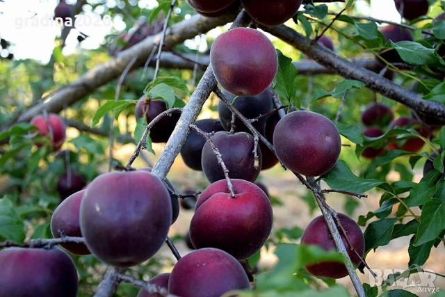 Пламкот (Сливо-кайсиев хибрид)