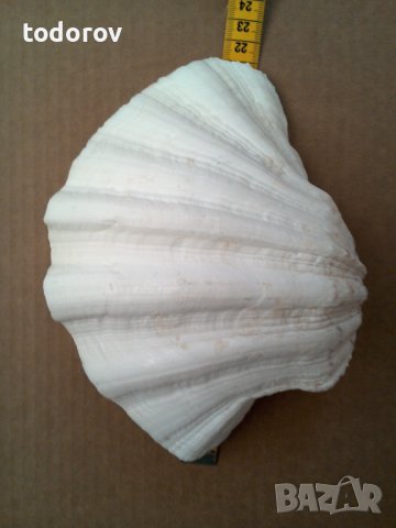 Мида раковина, снимка 3 - Декорация за дома - 44422165