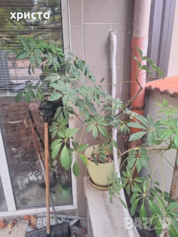 Продавам шефлера 10лв., снимка 2 - Стайни растения - 51864178