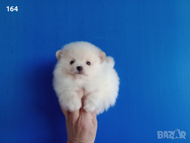 Померан. Мъжко Померанче. Реални снимки от 12.01.26 г., снимка 4 - Померан - 53076524