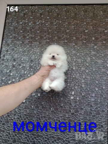 Чисто бял миниатюрен мини Померан., снимка 9 - Померан - 53885669