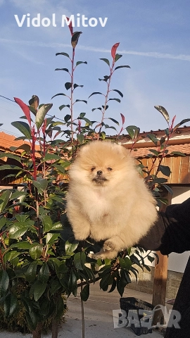 Мини Померан момиче , снимка 2 - Померан - 52844053