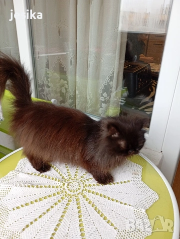 Персийска котка на една година ., снимка 4 - Персийска - 52403277