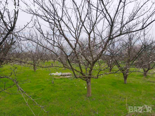Дивдядово -Парцел с малка постройка - земеделска земя, снимка 12 - Парцели - 53995661