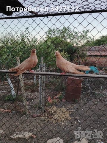 Гълъби Лимони