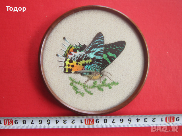 Уникална бразилска арт картина изкуство пеперуда 3, снимка 1 - Картини - 36578140