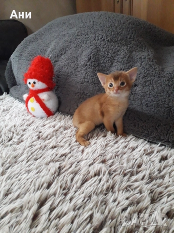 ЕКЗОТИЧНО И РАЗЛИЧНО.АБИСИНСКО КОТЕНЦЕ, снимка 3 - Бенгалски - 52656155