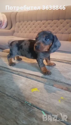 Дакел,мини дакели, снимка 12 - Дакели - 49667778