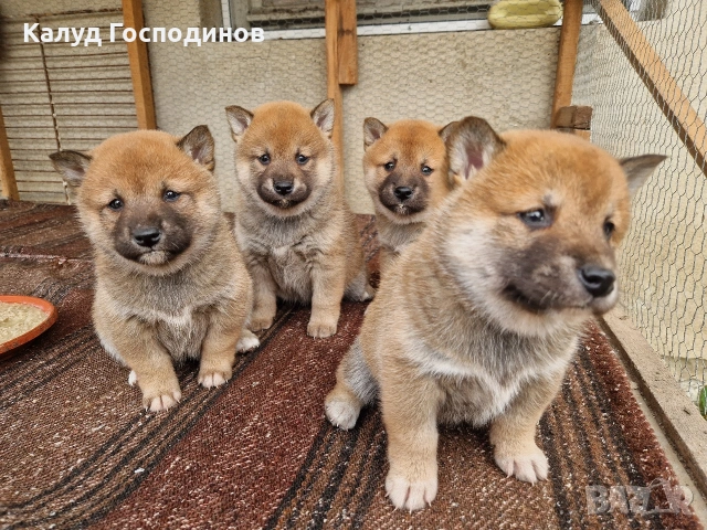 Продавам Шиба Ину, снимка 3 - Шиба ину - 53659658