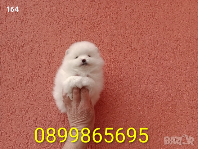 Померани. Реални снимки от 29.03.26 г. , снимка 4 - Померан - 53980464