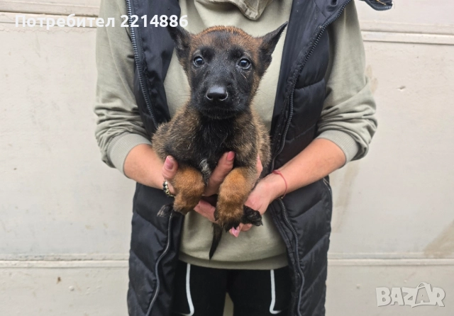 Белгийски овчарки-Малиноа , снимка 10 - Други - 52341802