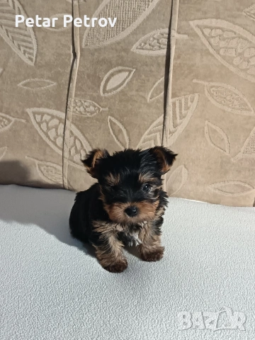 Йоркширски териер , снимка 7 - Йоркширски териер - 54063849