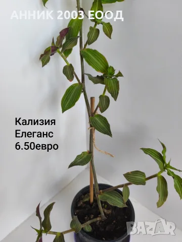 Стайни цветя-монстера,сингониум и др., снимка 9 - Стайни растения - 56204939