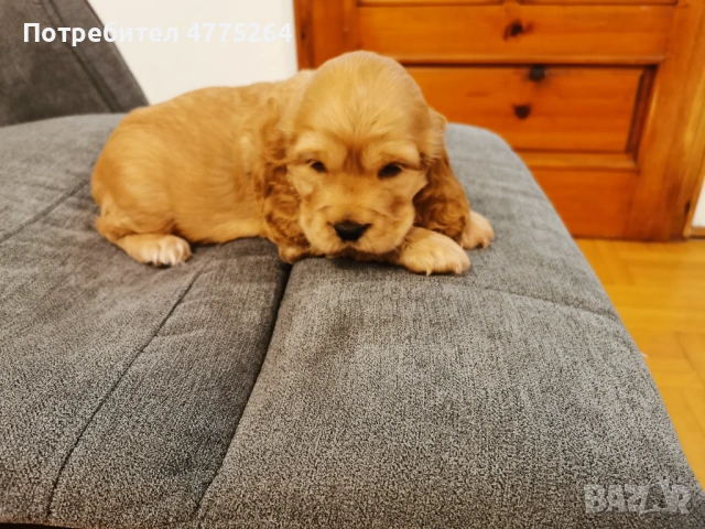 Американски кокер шпаньол