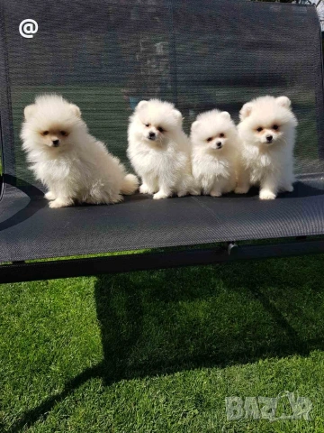 Померани померанчета своодни, снимка 8 - Померан - 54156527