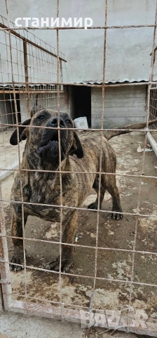 млади кучета