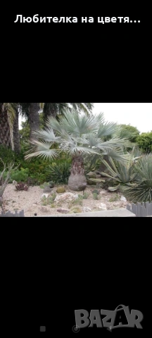 семе от палма Брахея Армата 2 евро за брой, снимка 5 - Градински цветя и растения - 53141032