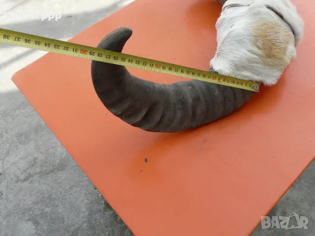 Чифт биволски рога , снимка 4 - Други ценни предмети - 49484492