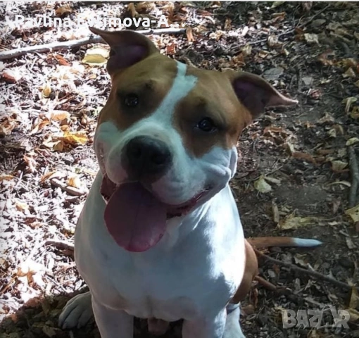 Спешно търси дом!