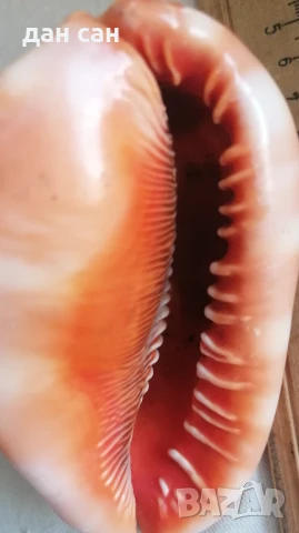 Индийски Океан голяма раковина рядкост , снимка 7 - Статуетки - 50531021