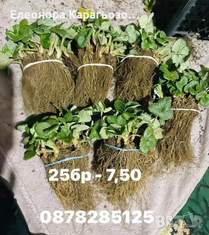 Разсад ягоди и малини, снимка 2 - Разсади - 54104995