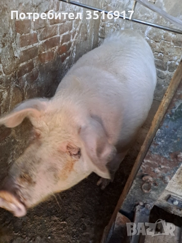 Продавам свиня 