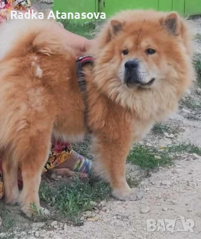 Куче Чау чау 2г. , снимка 1