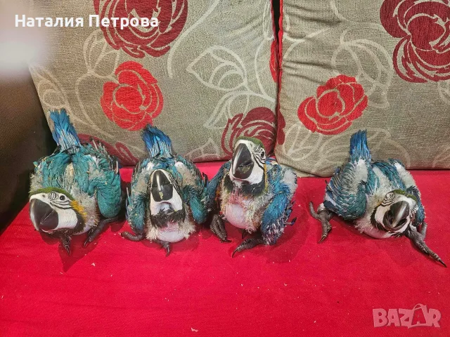 Синьо-жълта Ара папагали