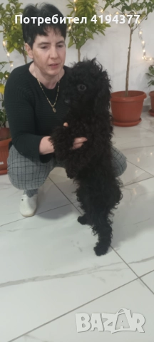 Той пудел , снимка 2 - Пудели - 52927350