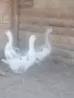 Гъсок с две гъски , снимка 6
