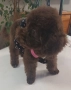 Пудел Той-шоколад , снимка 3