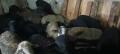 Продавам агнета , снимка 4