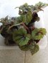 Бегония Рицарски кръст на 2 години, снимка 1 - Стайни растения - 37101340