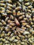 Свободно оплодени пчелни майки, снимка 7