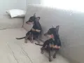 Пинчер за разплод, снимка 2