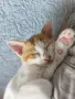 ПОДАРЯВАМ женски котенца, снимка 6