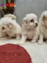 мини малтийски болонки, снимка 3
