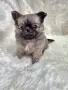 Чихуахуа момиченце, снимка 1