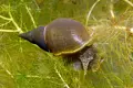 Планорбис (Planorbis planorbis) - водни охлюви за аквариум или градинско езеро, снимка 5